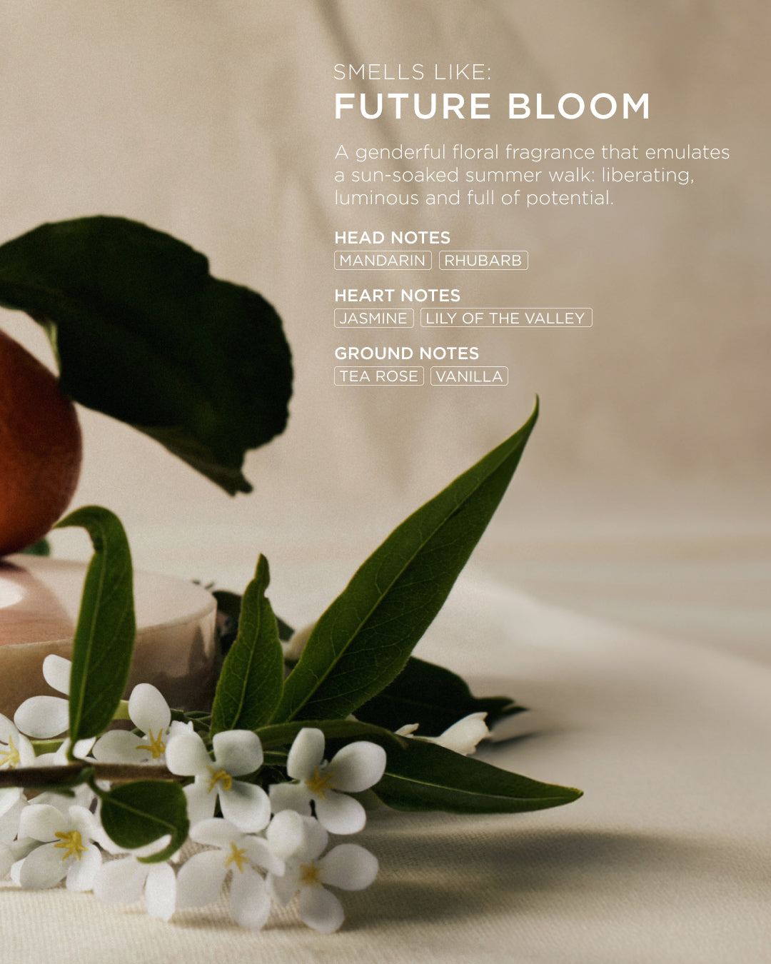 All Day Everyday Shampoo